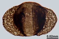 A brown, fossilized leaf.